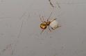 Theridion_ZZ630_D7868_Z_88_North Stradbroke island_Australie